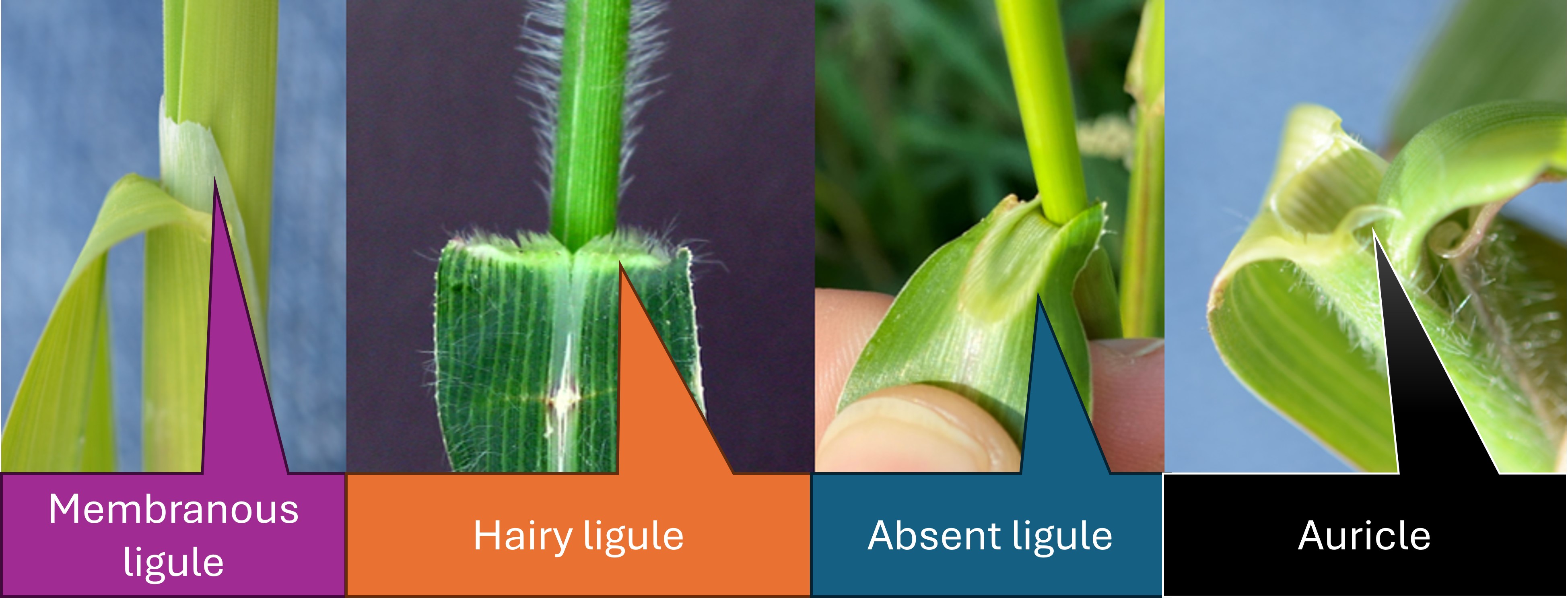 Closeup of several grasses.